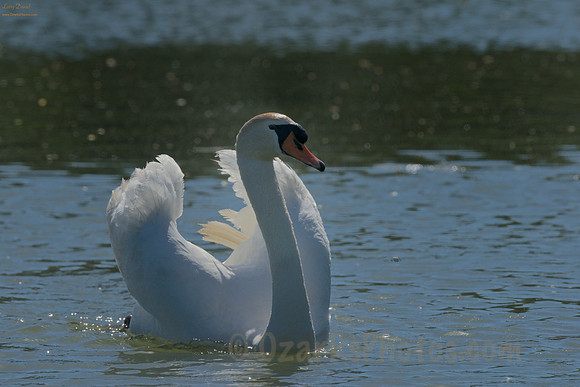 Mute Swan, Swimming