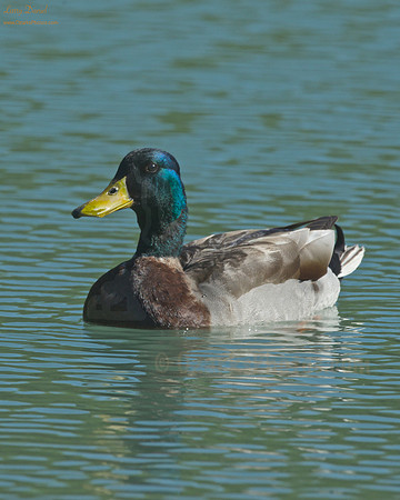 Mallard Posing