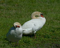 Larger Birds