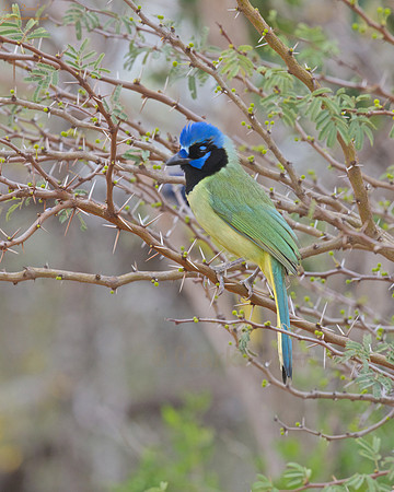 Prickly Perch for a Green Jay