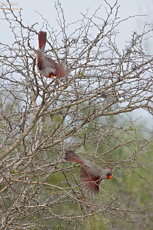 Male Pyrrhuloxias Flying Amid the Thorns