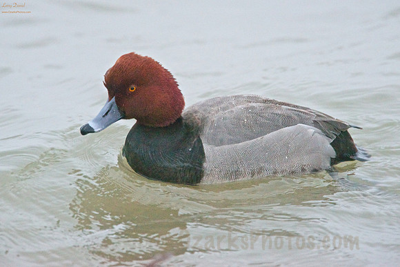 Redhead
