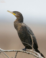 Larger Birds