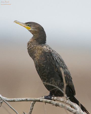 Neotropic Cormorant