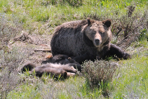 Awakening Grizzly Sow with Three Cubs