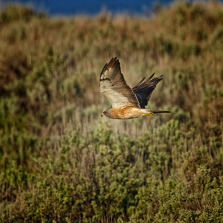 Northern Harrier Female in Flght