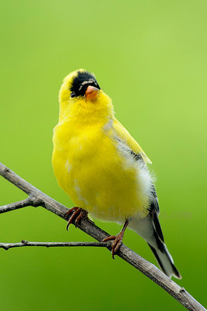 American Goldfinch
