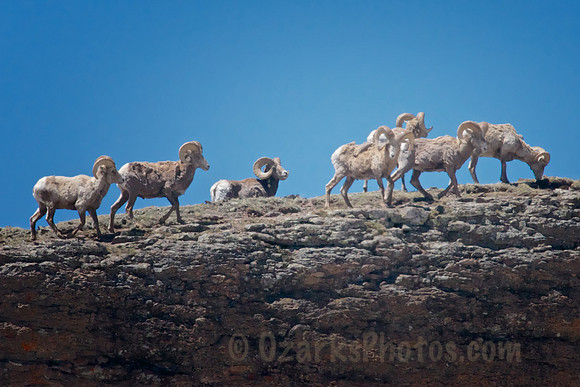 Big Horn Rams