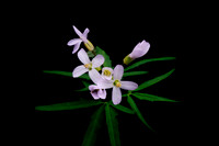 Wildflowers & flowers