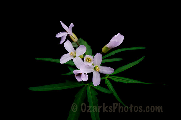 Cutleaf Toothwort