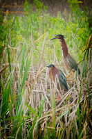 Small Birds