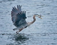 Larger Birds