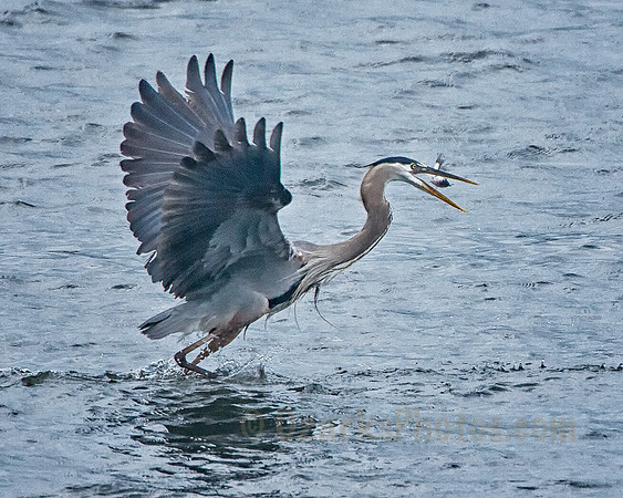 Fish Flipping