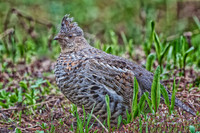 Larger Birds