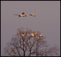 Larger Birds