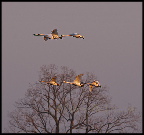 Coming it to Roost