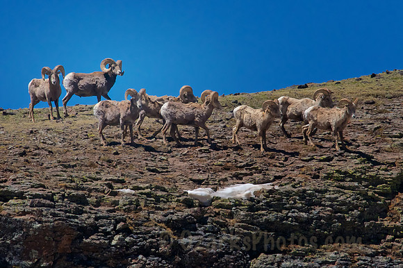 Big Horn Rams Above the Treeline