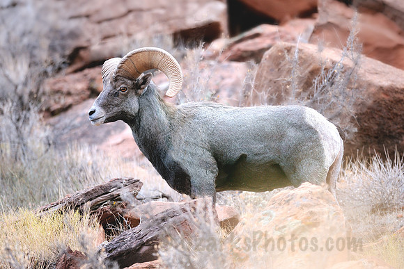 Desert Big Horn Ram