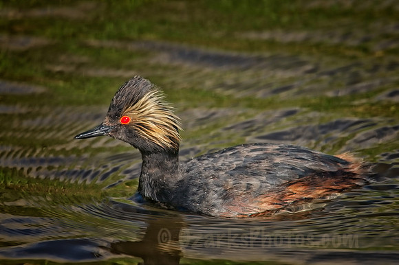 Eared Grebe After Diving