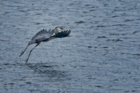 All Bird Images