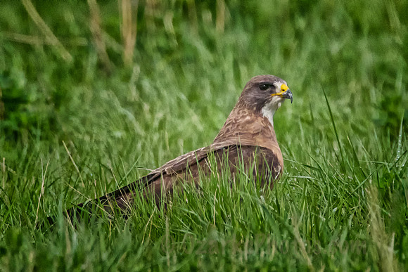 Swainson's Hawk