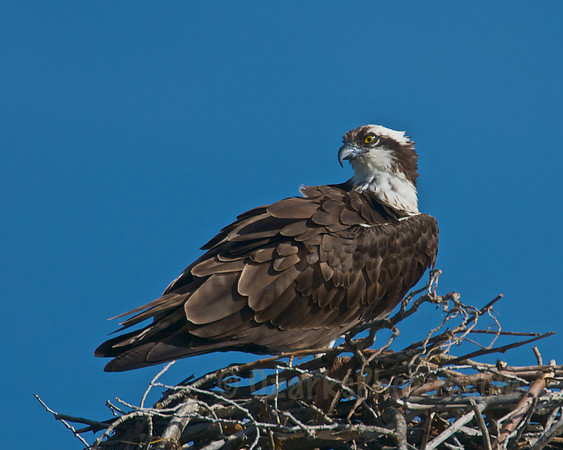 Osprey Guarding its Nest