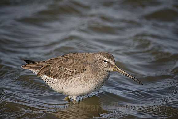 Short-billed Dowitcher Wading