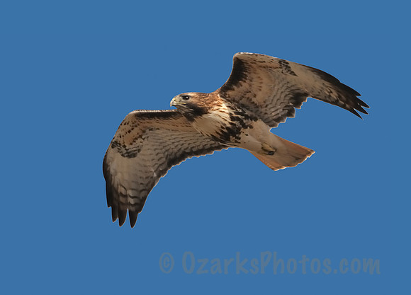 Redtail Hawk Soaring