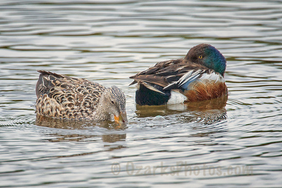 Northern Shovelers, male and female