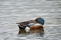 All Bird Images