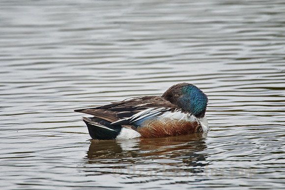 Northern Shoveler, Male