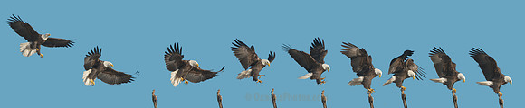 Sequence of Bald Eagle Taking Its Perch