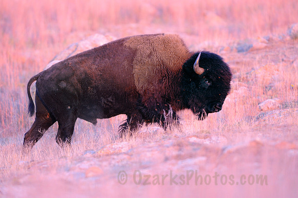 Bison Bull