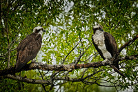 Raptors