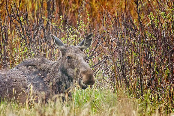 Happy Moose, Early Spring