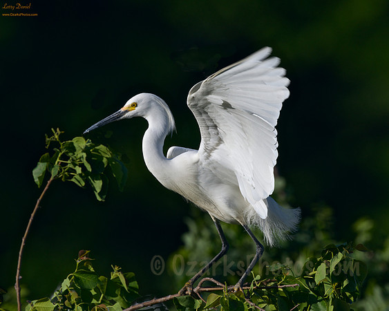 Great Egret Landing, Late Afternoon