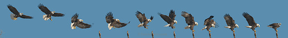 Soaring on to My Perch