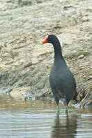 Larger Birds