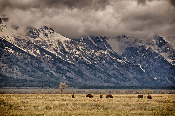 Bison Beneath the Storm