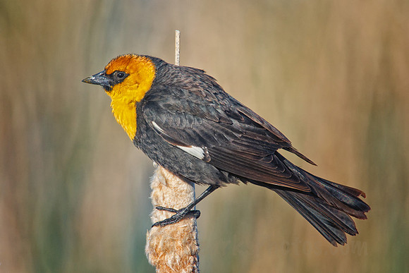 Yellow-headed Blackbird on a Cattail
