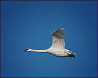 Larger Birds