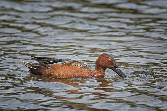 Cinnamon Teal Male