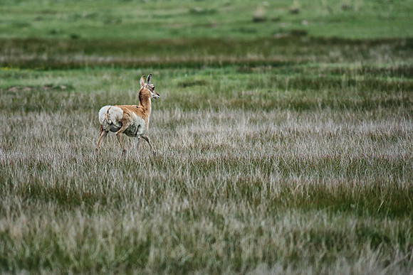 Bounding Across the Prairie