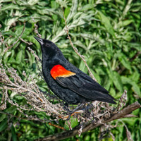 Small Birds