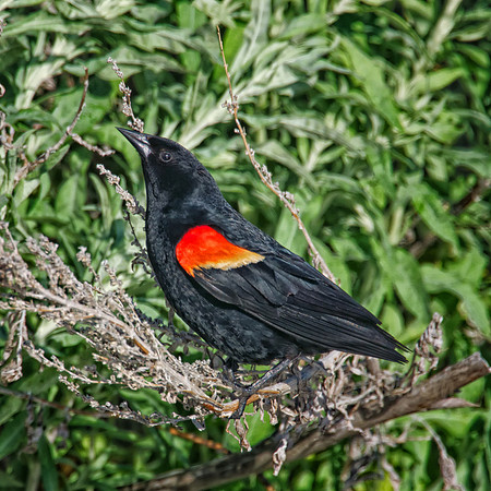 Red-winged Blackbird Male