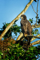 All Bird Images