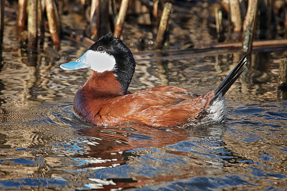 Male Ruddy Duck