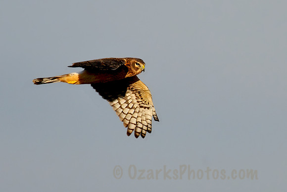 Northern Harrier, Female