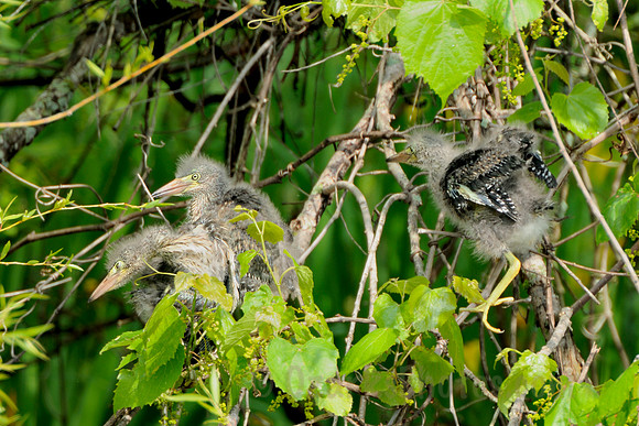 Green Heron Chicks