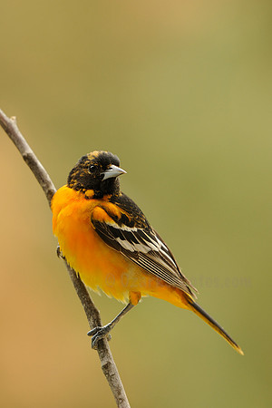 Juvenile Baltimore Oriole